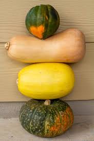 squash tip