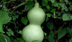 wat is squash groente